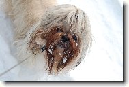 icu, Shih-Tzu