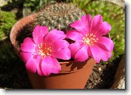 Rebutia miniscula