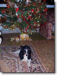 Cavalier King Charles Spaniel