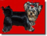Jorkšírský terier, Yorkshire Terrier,