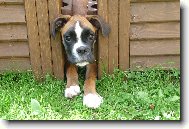 Deutscher Boxer