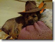Border Terrier
