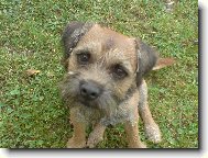 Border Terrier