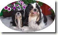 icu, Shih-Tzu