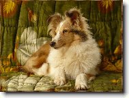 Shetland Sheepdog