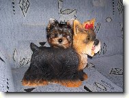 Jorkšírský terier, Yorkshire Terrier,