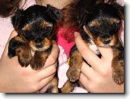 Jorkšírský terier, Yorkshire Terrier,