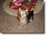 Jorkšírský terier, Yorkshire Terrier,