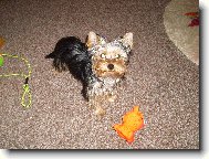 Jorkšírský terier, Yorkshire Terrier,