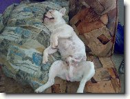 Bouledogue francais, French Bulldog