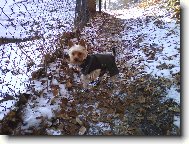 Jorkšírský terier, Yorkshire Terrier,