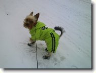 Jorkšírský terier, Yorkshire Terrier,