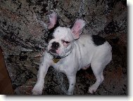 Bouledogue francais, French Bulldog