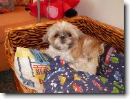 icu, Shih-Tzu