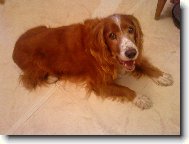 English springer spaniel \(Dog standard\)
