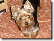 Jorkšírský terier, Yorkshire Terrier,