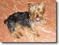 Jorkšírský terier, Yorkshire Terrier,
