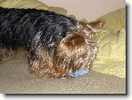 Jorkšírský terier, Yorkshire Terrier,