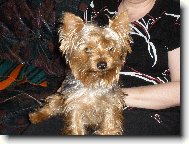 Jorkšírský terier, Yorkshire Terrier,
