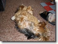 Jorkšírský terier, Yorkshire Terrier,