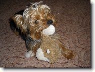 Jorkšírský terier, Yorkshire Terrier,