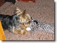 Jorkšírský terier, Yorkshire Terrier,
