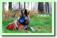 Belgian shepherd malinois \(Dog standard\)