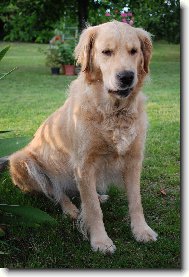 Retriever