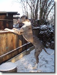 Deutsche Dogge