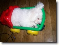 Bichon á poil frisé, Bichon Frise