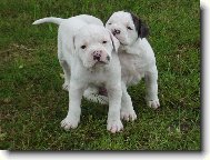 Americk bulldog