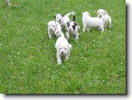Americk bulldog