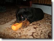 Rottweiler \(Dog standard\)