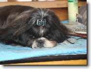icu, Shih-Tzu