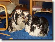 icu, Shih-Tzu