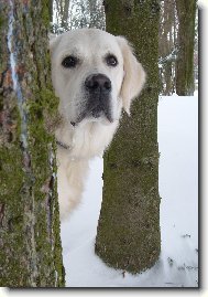 Golden retriever \(Dog standard\)