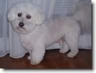 Bichon á poil frisé, Bichon Frise