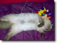 Ragdoll