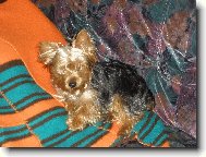 Jorkšírský terier, Yorkshire Terrier,
