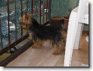 Jorkšírský terier, Yorkshire Terrier,