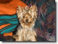 Jorkšírský terier, Yorkshire Terrier,