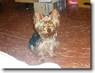 Jorkšírský terier, Yorkshire Terrier,