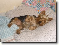 Jorkšírský terier, Yorkshire Terrier,
