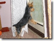 Jorkšírský terier, Yorkshire Terrier,