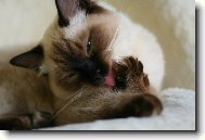 Ragdoll