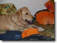 Golden retriever \(Dog standard\)