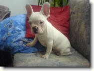 Bouledogue francais, French Bulldog