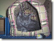 Blue-point cat