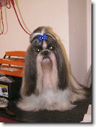 icu, Shih-Tzu
