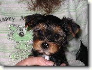 Jorkšírský terier, Yorkshire Terrier,
